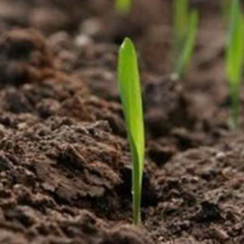 terricci sai eco Grosseto